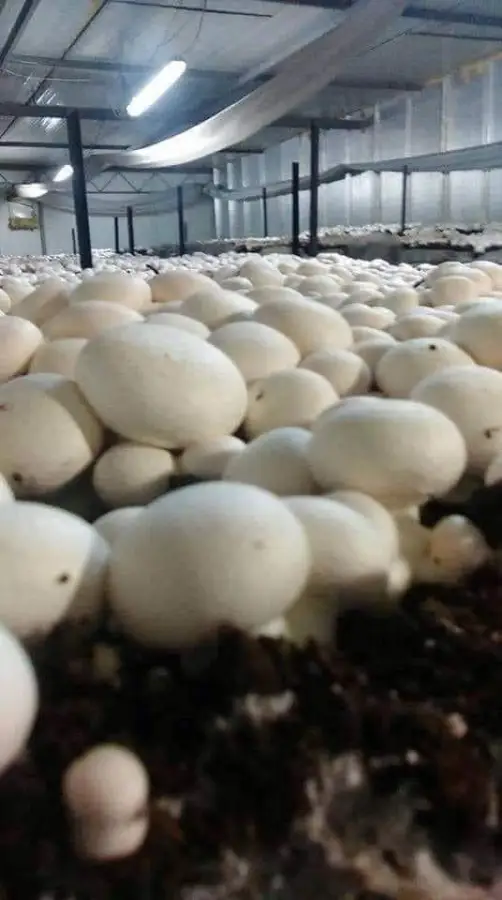 18. مشروم فريش 200 جرام