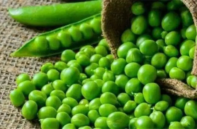 13. بسلة ساده نص ك